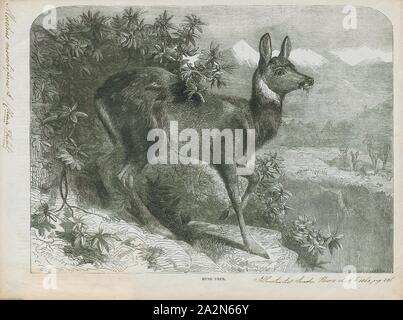 Moschus moschiferus, Print, The Siberian musk deer (Moschus moschiferus) is a musk deer found in the mountain forests of Northeast Asia. It is most common in the taiga of southern Siberia, but is also found in parts of Mongolia, Inner Mongolia, Manchuria and the Korean peninsula., 1862 Stock Photo