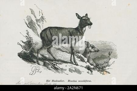 Moschus moschiferus, Print, The Siberian musk deer (Moschus moschiferus) is a musk deer found in the mountain forests of Northeast Asia. It is most common in the taiga of southern Siberia, but is also found in parts of Mongolia, Inner Mongolia, Manchuria and the Korean peninsula., 1872 Stock Photo