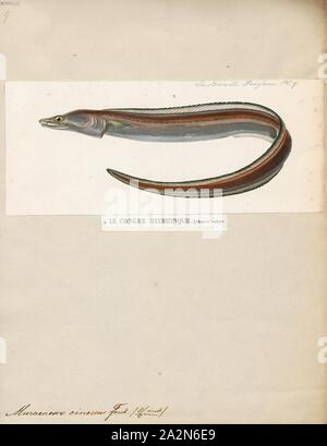 Muraenesox cinereus, Print, The dagger-tooth pike conger (Muraenesox cinereus) is a species of eel. They primarily live on soft bottoms in marine and brackish waters down to a depth of 800 m (2, 600 ft), but may enter freshwater. They are common to about 1.5 m (4.9 ft) in length, but may grow as long as 2.2 m (7.2 ft). Dagger-tooth pike congers occur in the Red Sea, on the coast of the northern Indian Ocean, and in the West Pacific from Indochina to Japan. It has also invaded the Mediterranean through the Suez Canal., 1841-1852 Stock Photo