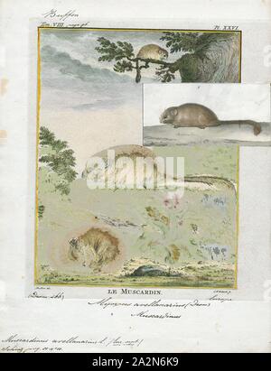 Muscardinus avellanarius, Print, The hazel dormouse or common dormouse (Muscardinus avellanarius) is a small mammal and the only living species in the genus Muscardinus., 1700-1880 Stock Photo