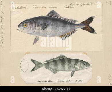 Naucrates ductor, Print, The pilot fish (Naucrates ductor) is a carnivorous fish of the trevally, or jackfish family, Carangidae. It is widely distributed and lives in warm or tropical open seas., 1700-1880 Stock Photo