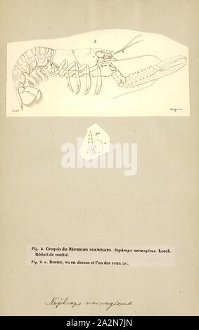 Nephrops norvegicus, Print, Nephrops norvegicus, known variously as the Norway lobster, Dublin Bay prawn, langoustine (compare langostino) or scampi, is a slim, orange-pink lobster which grows up to 25 cm (10 in) long, and is 'the most important commercial crustacean in Europe'. It is now the only extant species in the genus Nephrops, after several other species were moved to the closely related genus Metanephrops. It lives in the north-eastern Atlantic Ocean, and parts of the Mediterranean Sea, but is absent from the Baltic Sea and Black Sea. Adults emerge from their burrows at night to feed Stock Photo