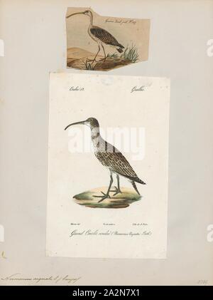 Numenius arquata, Print, The Eurasian curlew or common curlew (Numenius arquata) is a wader in the large family Scolopacidae. It is one of the most widespread of the curlews, breeding across temperate Europe and Asia. In Europe, this species is often referred to just as the 'curlew