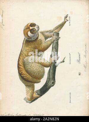 Nycticebus tardigradus, Print, Slow lorises are a group of several species of nocturnal strepsirrhine primates that make up the genus Nycticebus. Found in Southeast Asia and bordering areas, they range from Bangladesh and Northeast India in the west to the Sulu Archipelago in the Philippines in the east, and from Yunnan province in China in the north to the island of Java in the south. Although many previous classifications recognized as few as a single all-inclusive species, there are now at least eight that are considered valid: the Sunda slow loris (N. coucang), Bengal slow loris (N Stock Photo