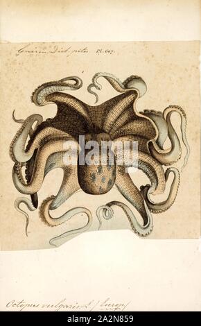 Octopus vulgaris, Print, The common octopus (Octopus vulgaris) is a mollusc belonging to the class Cephalopoda. Octopus vulgaris is the most studied of all octopus species. It is considered cosmopolitan, that is, a global species, which ranges from the eastern Atlantic, extends from the Mediterranean Sea and the southern coast of England, to at least Senegal in Africa. It also occurs off the Azores, Canary Islands, and Cape Verde Islands. The species is also common in the Western Atlantic. The common octopus hunts at dusk. Crabs, crayfish, and bivalve molluscs (two-shelled, such as cockles Stock Photo