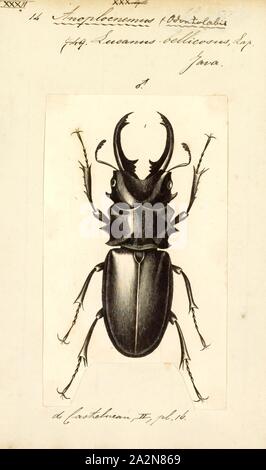 Odontolabis, Print, Odontolabis is a genus of beetles belonging to the Lucanidae family Stock Photo