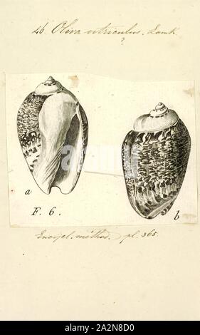 Oliva utriculus, Print Stock Photo - Alamy