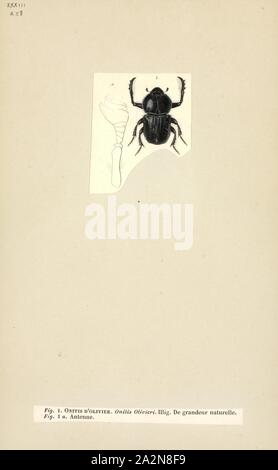 Onitis, Print, Onitis is a genus of Scarabaeidae or scarab beetles in ...