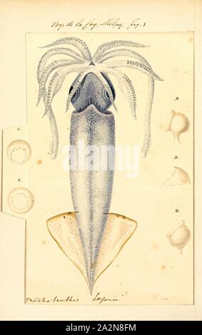 Onychoteuthis lessonii, Print, Onychoteuthis is a genus of squid in the family Onychoteuthidae. The type species is Onychoteuthis bergii. While the genus is found worldwide in tropical and subtropical oceans, they can also occur in the North Pacific Ocean. There were previously considered to be four species in the genus but there are now considered to be roughly 10. These squid are frequently observed in the surface waters at night and they are often caught using dipnet at nightlight stations. The young squid are usually the only specimens captured using standard midwater trawls, the older Stock Photo