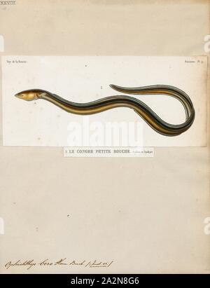 Ophichthys boro, Print, The rice-paddy eel (Pisodonophis boro; also known commonly as the Bengal's snake-eel, the estuary snake eel, or the snake eel) is an eel in the family Ophichthidae (worm-snake eels). It was described by Francis Buchanan-Hamilton in 1822, originally in the genus Ophisurus. It is a tropical, marine eel which is known from the Indo-West Pacific, including Somalia, Tanzania, South Africa, southern India, Sri Lanka, Indonesia, Polynesia, Australia, Bangladesh, Cambodia, Kenya, Madagascar, the Philippines, Malaysia, Mozambique, Seychelles, Saudi Arabia, Taiwan, China Stock Photo