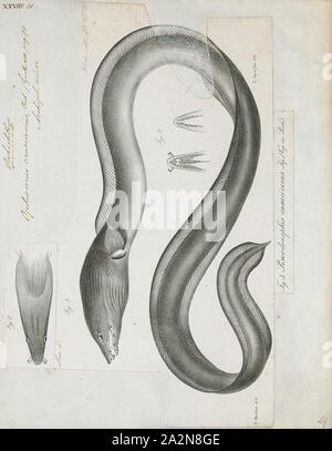 Ophichthys cancrivorus, Print, The longfin snake-eel (Pisodonophis cancrivorus) is an eel in the family Ophichthidae (worm/snake eels). It was described by John Richardson in 1848., 1864 Stock Photo