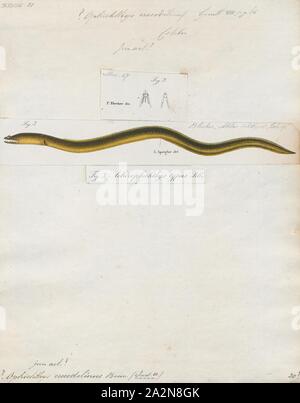 Crocodile Snake eel Brachysomophis crocodilinus Stock Photo - Alamy