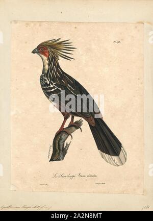 Opisthocomus hoazin, Print, The hoatzin (Opisthocomus hoazin), also known as the reptile bird, skunk bird, stinkbird, or Canje pheasant, is a species of tropical bird found in swamps, riparian forests, and mangroves of the Amazon and the Orinoco basins in South America. It is notable for having chicks that have claws on two of their wing digits., 1825-1834 Stock Photo