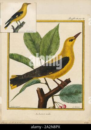 Oriolus galbula, Print, The Eurasian golden oriole (Oriolus oriolus) or simply golden oriole, is the only member of the oriole family of passerine birds breeding in Northern Hemisphere temperate regions. It is a summer migrant in Europe and western Asia and spends the winter season in central and southern Africa., 1700-1880 Stock Photo