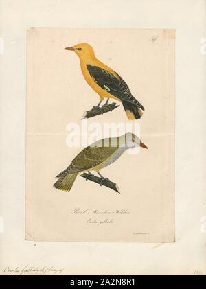 Oriolus galbula, Print, The Eurasian golden oriole (Oriolus oriolus) or simply golden oriole, is the only member of the oriole family of passerine birds breeding in Northern Hemisphere temperate regions. It is a summer migrant in Europe and western Asia and spends the winter season in central and southern Africa., 1800-1812 Stock Photo