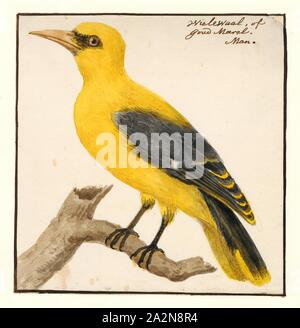 Oriolus galbula, Print, The Eurasian golden oriole (Oriolus oriolus) or simply golden oriole, is the only member of the oriole family of passerine birds breeding in Northern Hemisphere temperate regions. It is a summer migrant in Europe and western Asia and spends the winter season in central and southern Africa., male Stock Photo