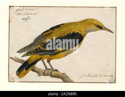 Oriolus galbula, Print, The Eurasian golden oriole (Oriolus oriolus) or simply golden oriole, is the only member of the oriole family of passerine birds breeding in Northern Hemisphere temperate regions. It is a summer migrant in Europe and western Asia and spends the winter season in central and southern Africa., female Stock Photo