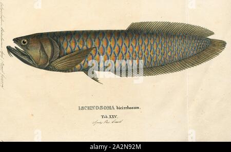 Osteoglossum bicirrhosum, Print, The silver arowana (Osteoglossum bicirrhosum), sometimes spelled arawana, is a South American freshwater bony fish of the family Osteoglossidae. Silver arowanas are sometimes kept in aquariums, but they are predatory and require a very large tank., 1829 Stock Photo