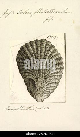 Ostrea flabellum, Print, Ostrea is a genus of edible oysters, marine bivalve mollusks in the family Ostreidae, the oysters Stock Photo