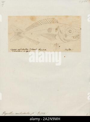 Pagellus centrodontus, Print, 1700-1880 Stock Photo