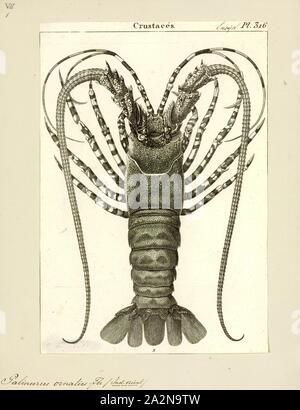 Palinurus ornatus, Print, Panulirus ornatus (known by a number of common names, including tropical rock lobster, ornate rock lobster, ornate spiny lobster and ornate tropical rock lobster) is a large edible spiny lobster with 11 larval stages that has been successfully bred in captivity Stock Photo