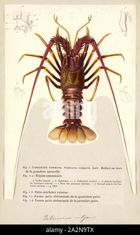 Palinurus vulgaris, Print, Palinurus elephas is a spiny lobster, which is commonly caught in the Mediterranean Sea. Its common names include European spiny lobster, crayfish or cray (in Ireland), common spiny lobster, Mediterranean lobster and red lobster Stock Photo