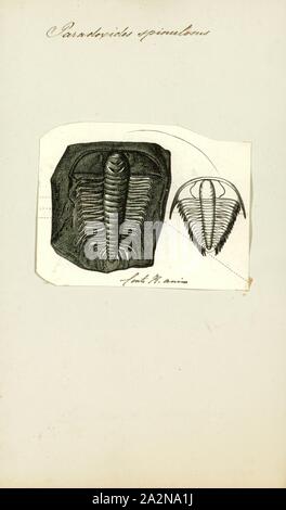 Paradoxides spinulosus, Print, Paradoxides is a genus of large to very large trilobites found throughout the world during the Mid Cambrian period. One record-breaking specimen of Paradoxides davidis is 37 cm (15 in). It has a semicircular head, free cheeks each ending with a long, narrow, recurved spine, and sickle-shaped eyes, providing almost 360° view, but only in the horizontal plane. Its elongated trunk was composed of 19-21 segments and was adorned with longish, recurved lateral spines. Its pygidium (caudal shield) was comparatively small. Paradoxides is a characteristic Middle Cambrian Stock Photo