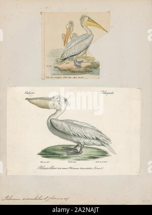 Pelecanus onocrotalus, Print, The great white pelican (Pelecanus onocrotalus) also known as the eastern white pelican, rosy pelican or white pelican is a bird in the pelican family. It breeds from southeastern Europe through Asia and Africa, in swamps and shallow lakes., 1700-1880 Stock Photo