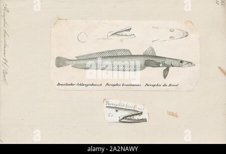 Percophis brasilianus, Print, Brazilian flathead, The Brazilian flathead (Percophis braziliensis) is a species of duckbill which is the only species in the genus Percophis, the type genus of the monotypic subfamily Percophinae of the duckbill family Percophidae. It occurs in the south western Atlantic off the South American coast from southern Brazil to central Argentina., 1700-1880 Stock Photo