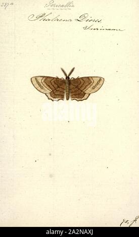 Pericallia, Print, Pericallia is a monotypic of tiger moth genus in the family Erebidae erected by Jacob Hübner in 1820. Its onlyspecies, Pericallia matronula, was first described by Carl Linnaeus in his 1758 10th edition of Systema Naturae. It can be found in central and eastern Europe, Kazakhstan, southern Siberia, northern Mongolia, Amur Region, Primorye, Sakhalin, Kunashir, northern and northeastern China, Korea and Japan Stock Photo