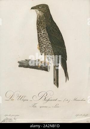 Pernis apivorus, Print, The European honey buzzard (Pernis apivorus), also known as the pern or common pern, is a bird of prey in the family Accipitridae., 1800-1812 Stock Photo