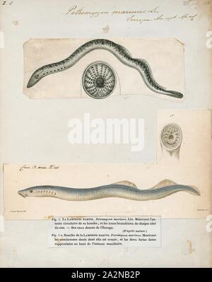 Petromyzon marinus, Print, The sea lamprey (Petromyzon marinus) is a parasitic lamprey native to the Northern Hemisphere., 1700-1880 Stock Photo