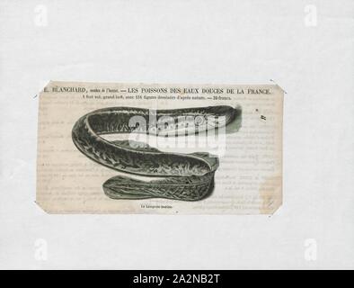 Petromyzon marinus, Print, The sea lamprey (Petromyzon marinus) is a parasitic lamprey native to the Northern Hemisphere., 1700-1880 Stock Photo