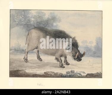 Phacochoerus aethiopicus, Print, The desert warthog (Phacochoerus ...