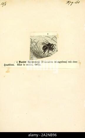 Philanthus, Print, Beewolves (genus Philanthus), also known as bee-hunters or bee-killer wasps, are solitary, predatory wasps, most of which prey on bees, hence their common name. The adult females dig tunnels in the ground for nesting, while the territorial males mark twigs and other objects with pheromones to claim the territory from competing males Stock Photo