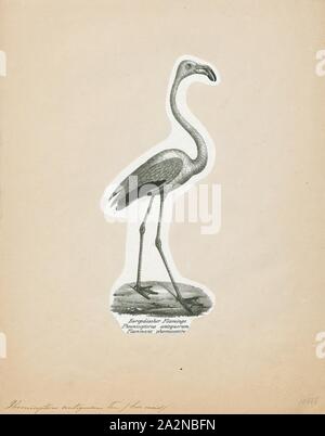 Phoenicopterus antiquorum, Print, The greater flamingo (Phoenicopterus roseus) is the most widespread and largest species of the flamingo family. It is found in Africa, on the Indian subcontinent, in the Middle East, and in southern Europe., 1809-1845 Stock Photo