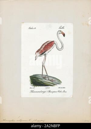 Phoenicopterus antiquorum, Print, The greater flamingo (Phoenicopterus roseus) is the most widespread and largest species of the flamingo family. It is found in Africa, on the Indian subcontinent, in the Middle East, and in southern Europe., 1842-1848 Stock Photo