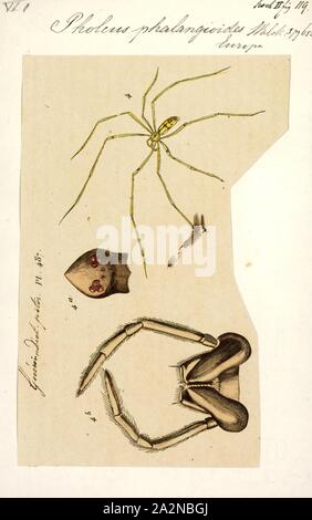 Pholcus, Print, The spider genus Pholcus contains the cellar spider P. phalangioides, often called the 'daddy longlegs'. There are 321 accepted species in the genus according to May 2016 in World Spider Catalog Stock Photo
