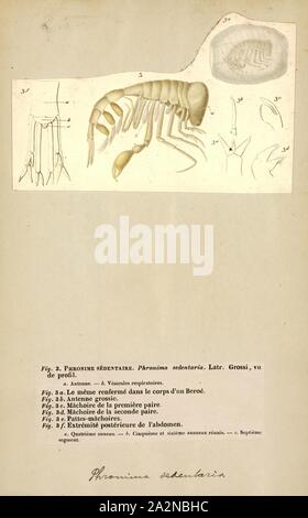 Phronima sedentaria, Print, Phronima sedentaria is a species of amphipod crustaceans found in oceans at a depth of up to 1 km (0.6 mi Stock Photo