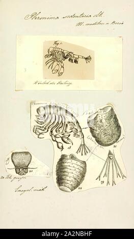 Phronima sedentaria, Print, Phronima sedentaria is a species of amphipod crustaceans found in oceans at a depth of up to 1 km (0.6 mi Stock Photo