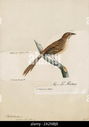 Phyllastrephus capensis, Print, The terrestrial brownbul (Phyllastrephus terrestris) is a species of songbird in the bulbul family, Pycnonotidae. It is found in eastern and south-eastern Africa. Its natural habitats are subtropical or tropical dry forest, subtropical or tropical moist lowland forest, and subtropical or tropical moist shrubland., 1796-1808 Stock Photo