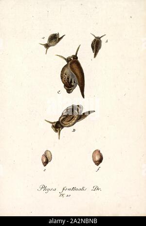 Physa fontinalis, Print, Physa fontinalis, common name the common bladder snail, is a species of air-breathing freshwater snail, an aquatic gastropod mollusk in the family Physidae. The shells of species in the genus Physa are left-handed or sinistral Stock Photo
