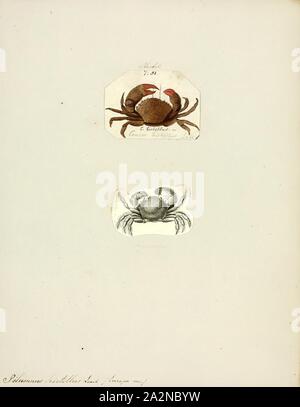 Pilumnus hirtellus, Print, Pilumnus hirtellus, the bristly crab or hairy crab, is a species of European crab. It is less than 1 inch (25 mm) long and covered in hair. It lives in shallow water and feeds on carrion Stock Photo