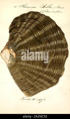 Placuna sella, Print, Placunidae, also known as windowpane oysters, windowpane shells, and kapis shells, are a taxonomic family of saltwater clams, marine bivalve mollusks which are related to oysters and scallops Stock Photo