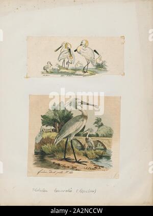 Platalea leucorodia, Print, Eurasian Spoonbill, 1700-1880 Stock Photo