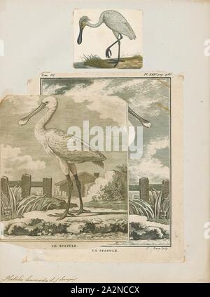 Platalea leucorodia, Print, Eurasian Spoonbill, 1700-1880 Stock Photo