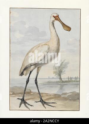 Platalea leucorodia, Print, Eurasian Spoonbill, 1756 Stock Photo