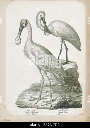 Platalea leucorodia, Print, Eurasian Spoonbill, 1809-1845 Stock Photo