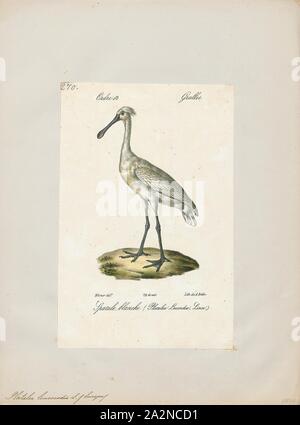 Platalea leucorodia, Print, Eurasian Spoonbill, 1842-1848 Stock Photo