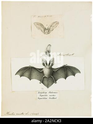 Plecotus auritus, Print, The brown long-eared bat or common long-eared bat (Plecotus auritus) is a small Eurasian bat. It has distinctive ears, long and with a distinctive fold. It is extremely similar to the much rarer grey long-eared bat which was only validated as a distinct species in the 1960s., 1700-1880 Stock Photo
